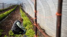 Un lavoratore stagionale tende ai lamponi prima della stagione della raccolta della frutta in una fattoria in Inghilterra.