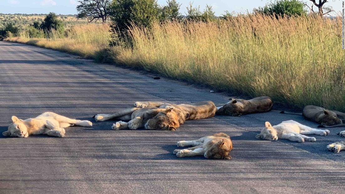 I leoni bighellonano sulla strada nel parco nazionale di Kruger durante la serratura del coronavirus nel Sudafrica