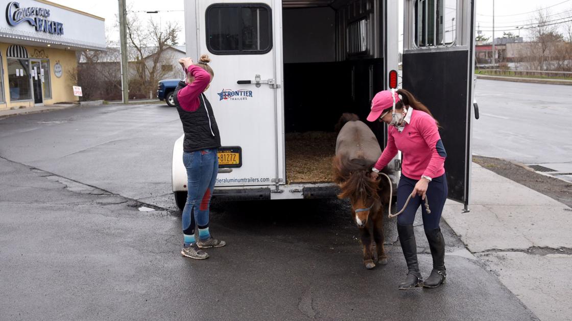 Mini Horse diventa virale visitando le aziende Auburn durante COVID-19 | Notizie locali