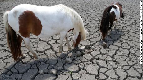 I cavalli cercano l'erba per pascolare in un campo incrinato dalla siccità in Corsica.
