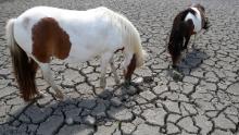 I cavalli cercano l'erba per pascolare in un campo incrinato dalla siccità in Corsica.