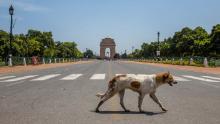 Un cane randagio passa davanti a una porta vuota storica dell'India il 30 marzo 2022 a Nuova Delhi, in India. 