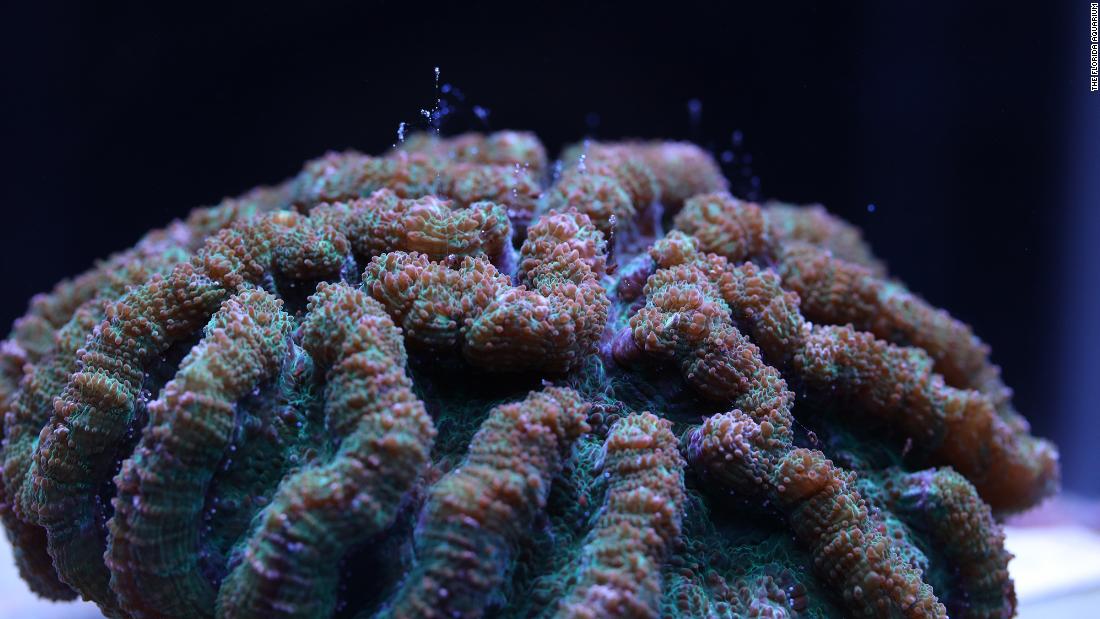 Florida Aquarium è il primo al mondo a riprodurre coralli di cactus striati nella cura umana