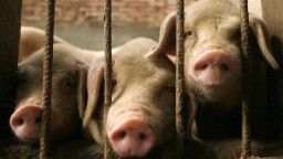 Il governo cinese rivela un elenco di bozze di animali che possono essere allevati per la carne