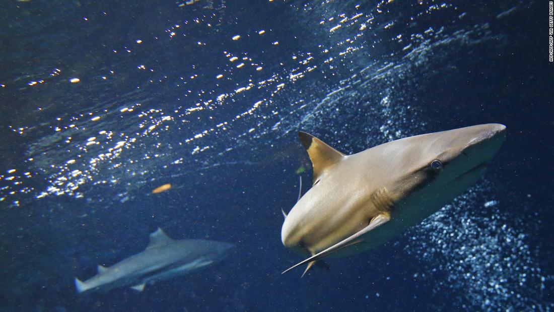 Raggi, squali e delfini godono di nuova libertà mentre gli umani si ritirano dagli oceani