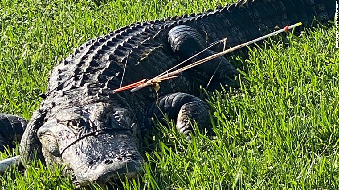 Un residente in Florida ha trovato un alligatore impalato con due frecce sul lato. Ora un gruppo di Crime Stoppers sta cercando il sospetto