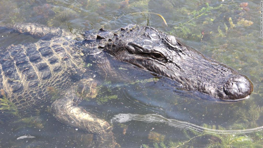 L'alligatore dell'isola di Kiawah incontra una donna morta, affermano le autorità