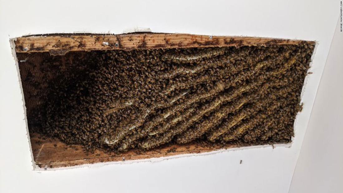 Man finds around 100,000 bees living in his home