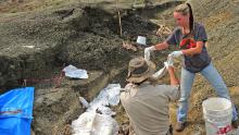 Gli scienziati hanno trovato un `` cimitero fossile '' collegato all'asteroide che ha ucciso i dinosauri