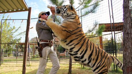 Si dice che Tiger King Joe Exotic abbia oltre 200 grandi gatti nel suo zoo dell'Oklahoma.