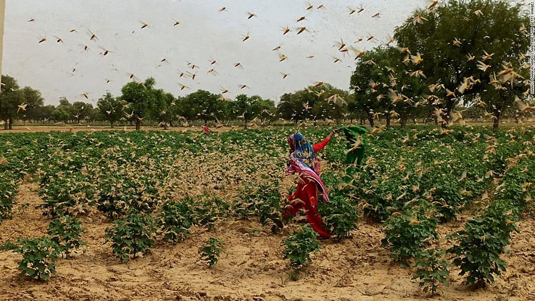 Locusta del deserto: Nuova Delhi in allerta dopo che le locuste del deserto hanno invaso Gurgaon