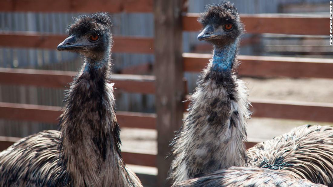 L'hotel australiano vieta l'emù turbolento per comportamenti scorretti