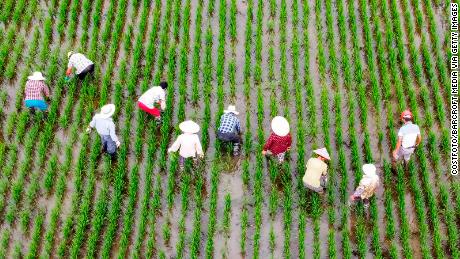 I lavoratori agricoli estraggono le erbacce dalle risaie a Taizhou, provincia di Jiangsu, Cina, l'8 luglio.